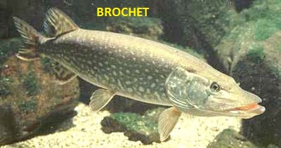 Brochet